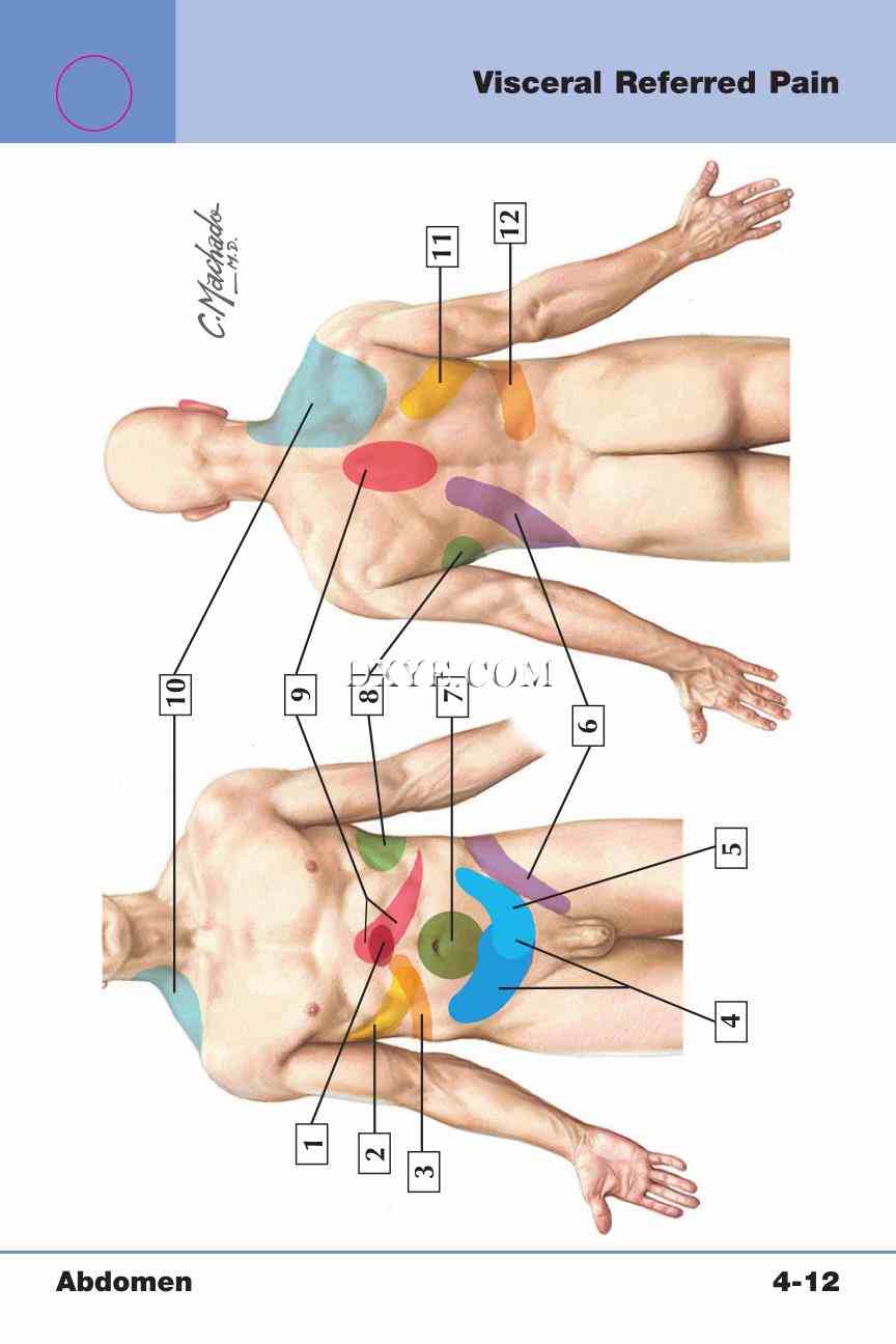 Netter's Anatomy Flash Cards, 4th Edition_299.jpg