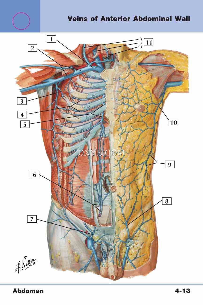 Netter's Anatomy Flash Cards, 4th Edition_301.jpg