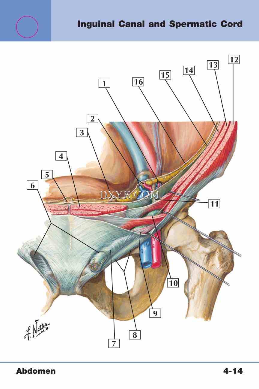 Netter's Anatomy Flash Cards, 4th Edition_303.jpg