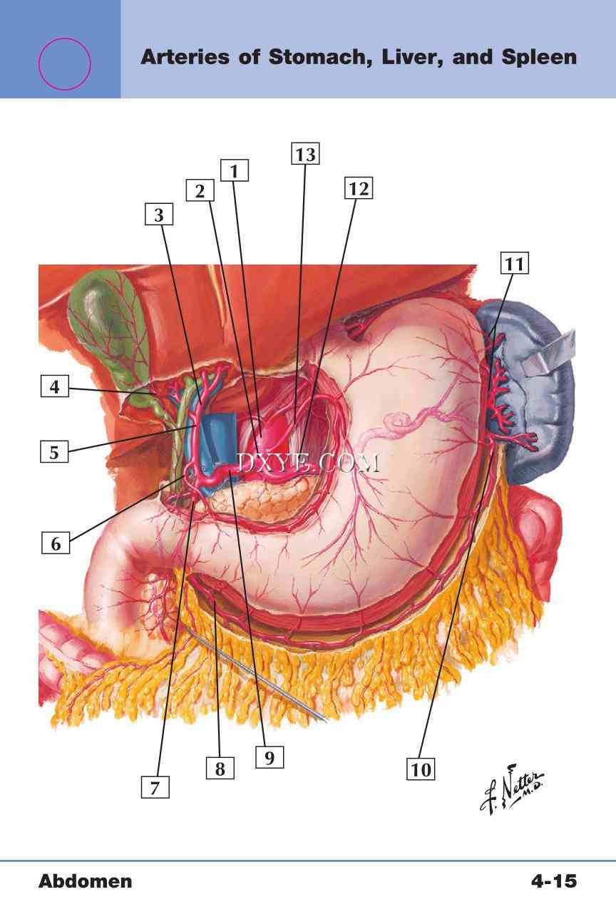 Netter's Anatomy Flash Cards, 4th Edition_305.jpg