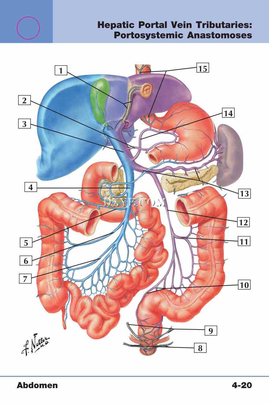 Netter's Anatomy Flash Cards, 4th Edition_315.jpg