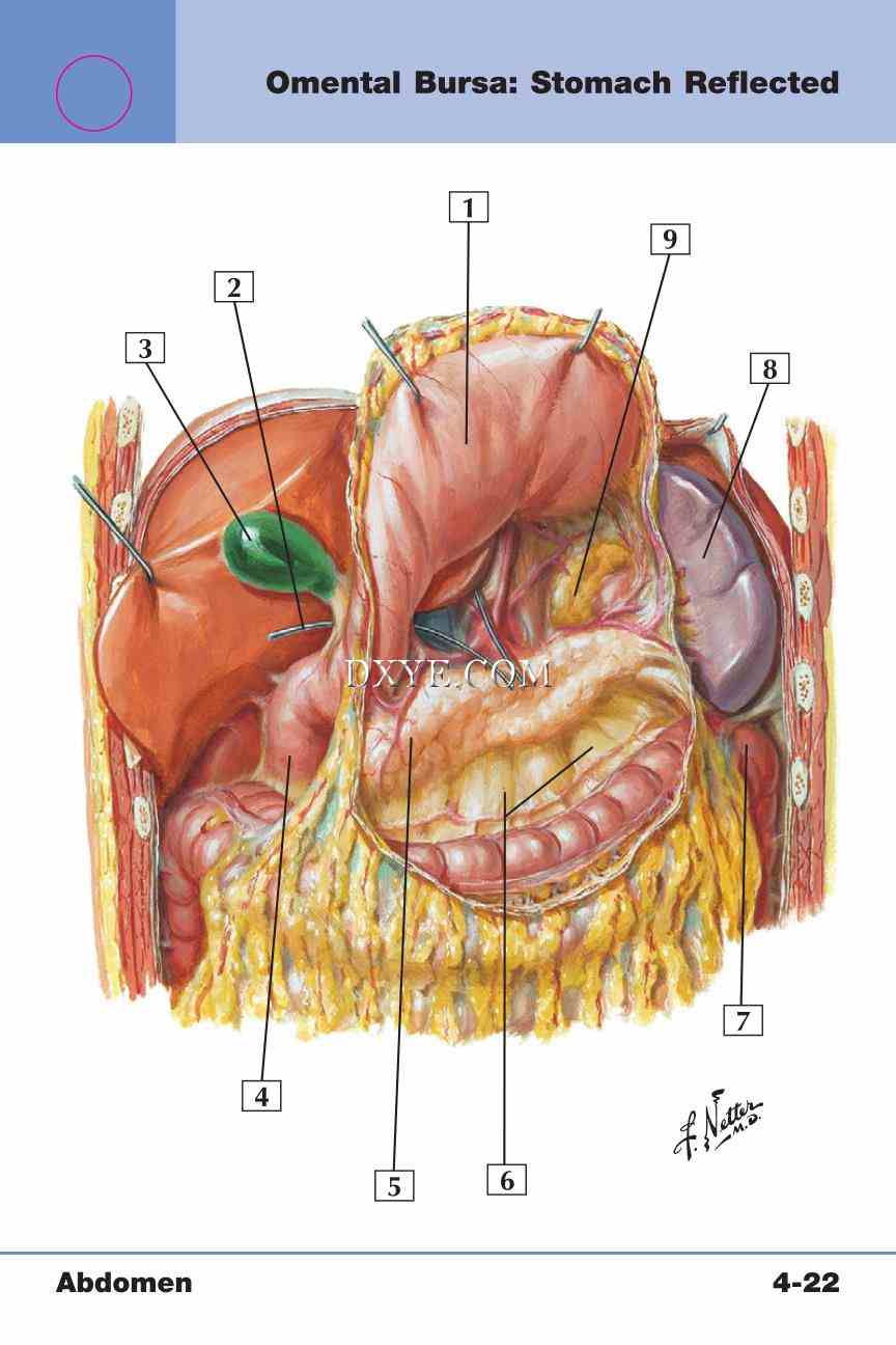 Netter's Anatomy Flash Cards, 4th Edition_319.jpg