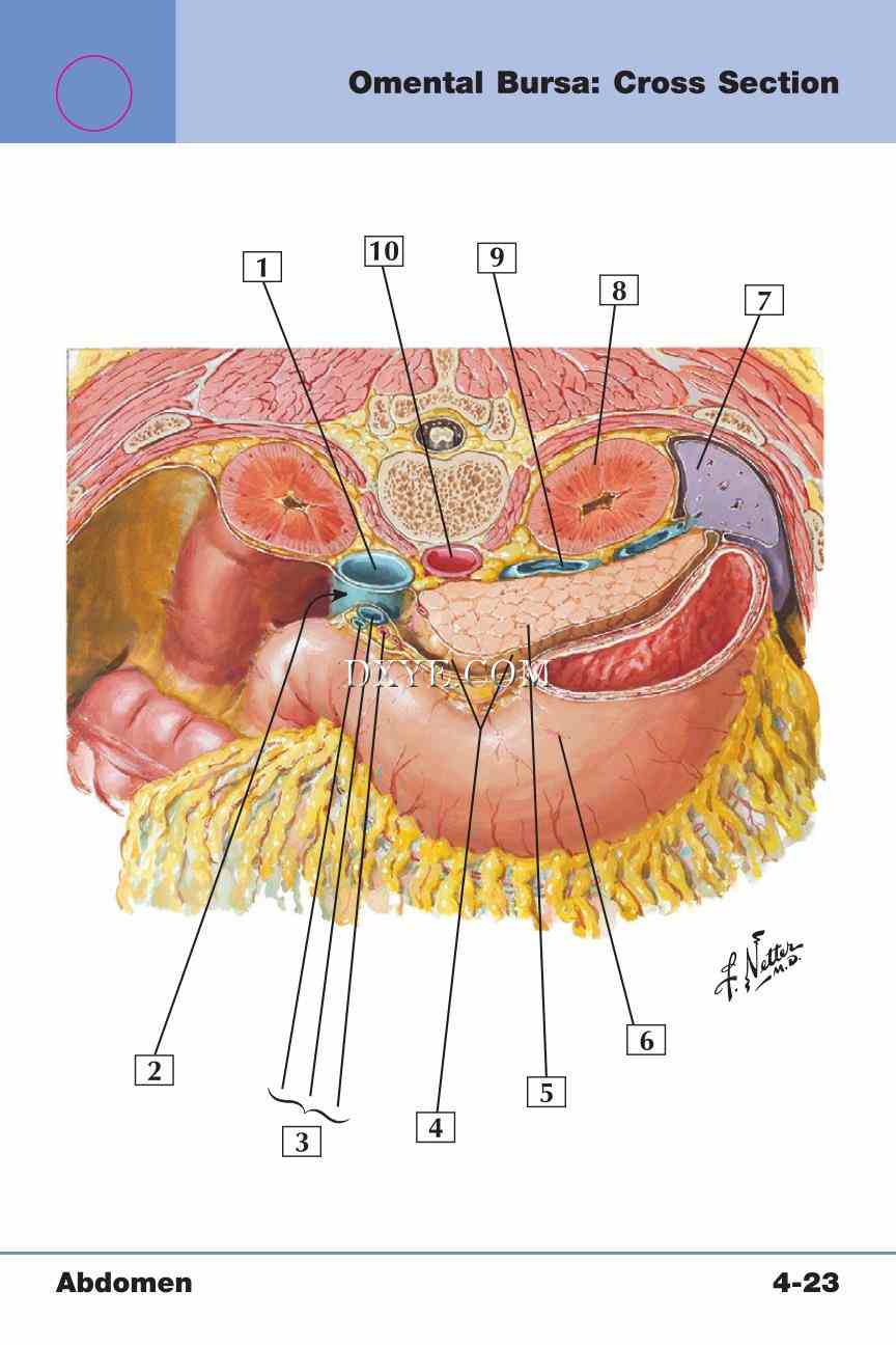 Netter's Anatomy Flash Cards, 4th Edition_321.jpg