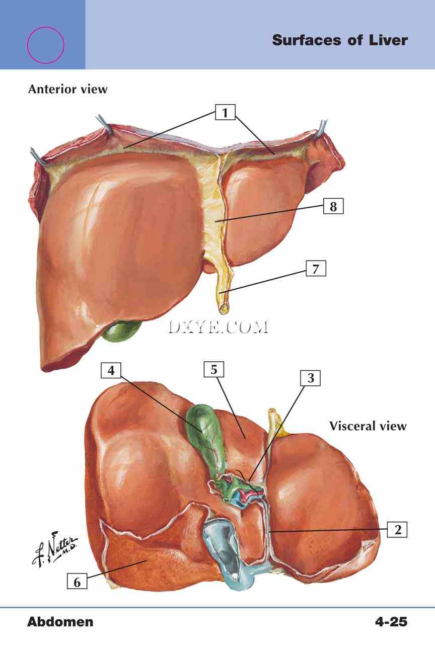 Netter's Anatomy Flash Cards, 4th Edition_325.jpg