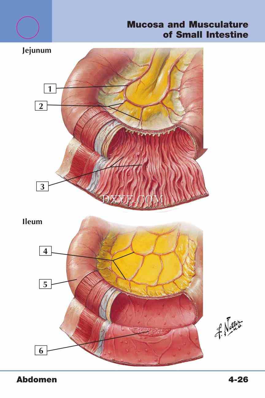 Netter's Anatomy Flash Cards, 4th Edition_327.jpg