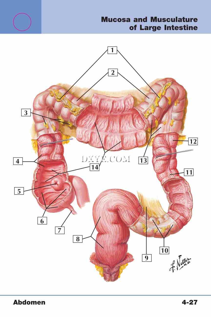 Netter's Anatomy Flash Cards, 4th Edition_329.jpg