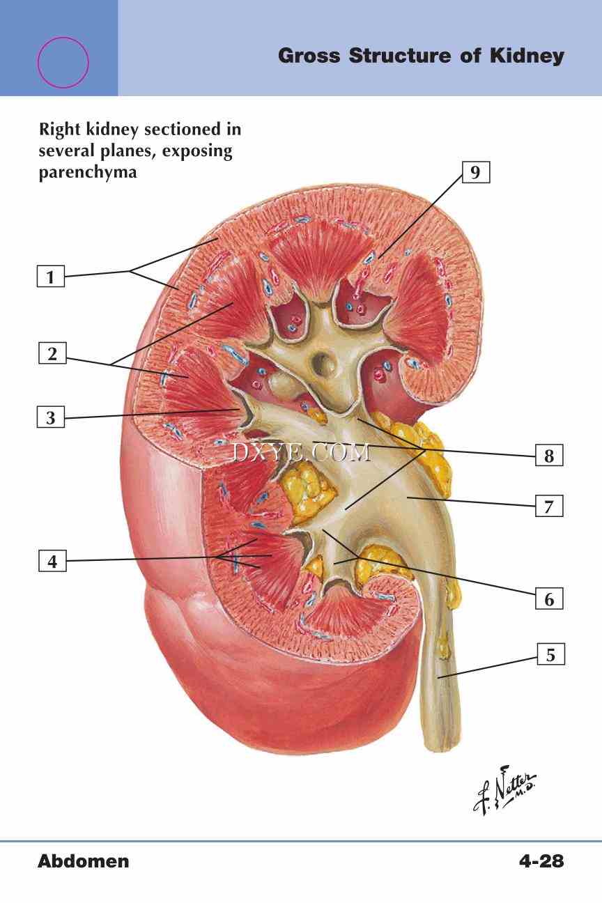 Netter's Anatomy Flash Cards, 4th Edition_331.jpg