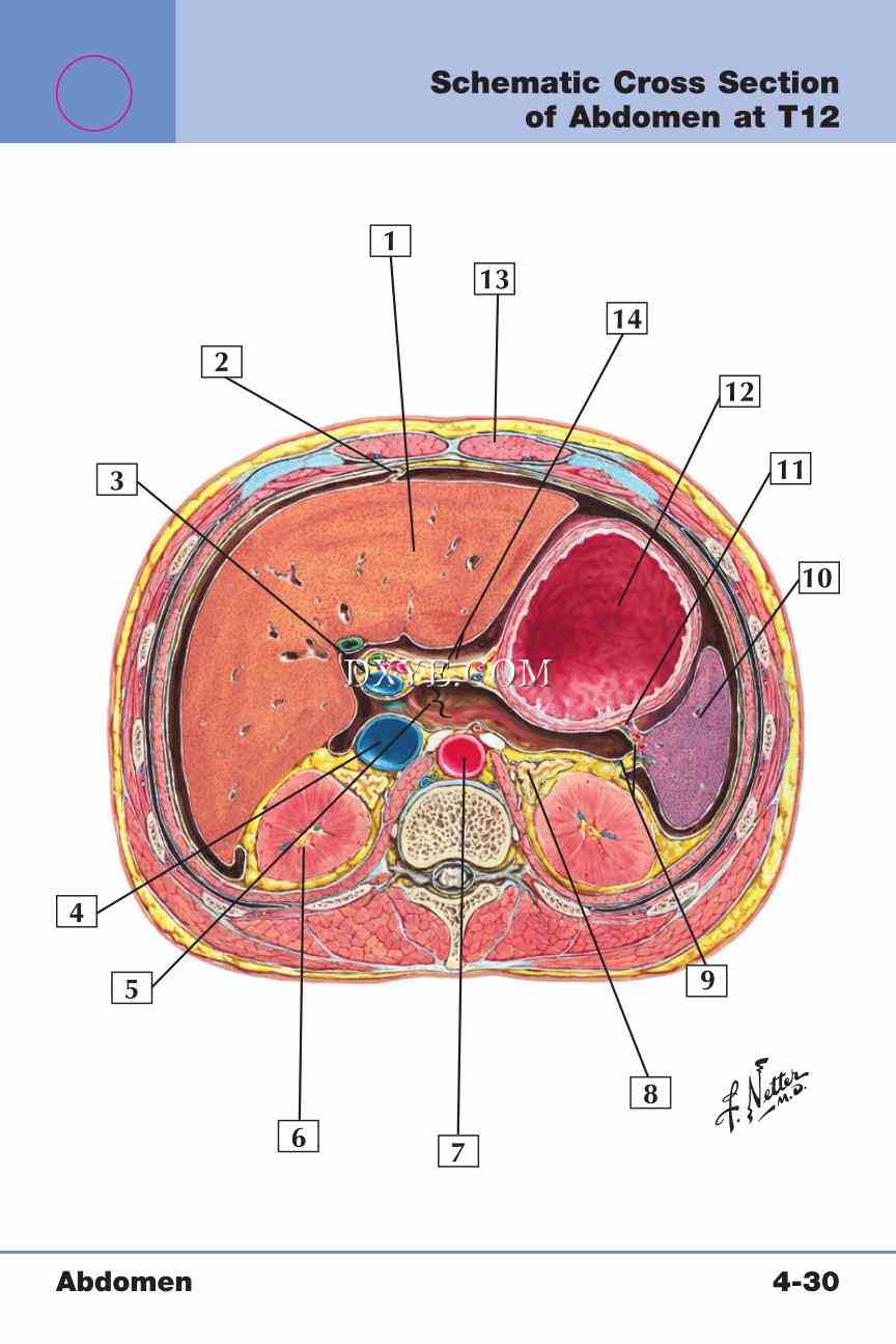 Netter's Anatomy Flash Cards, 4th Edition_335.jpg