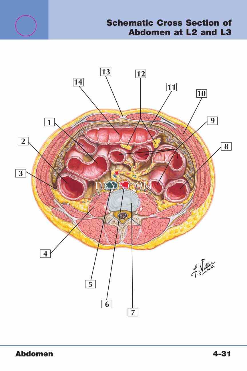 Netter's Anatomy Flash Cards, 4th Edition_337.jpg