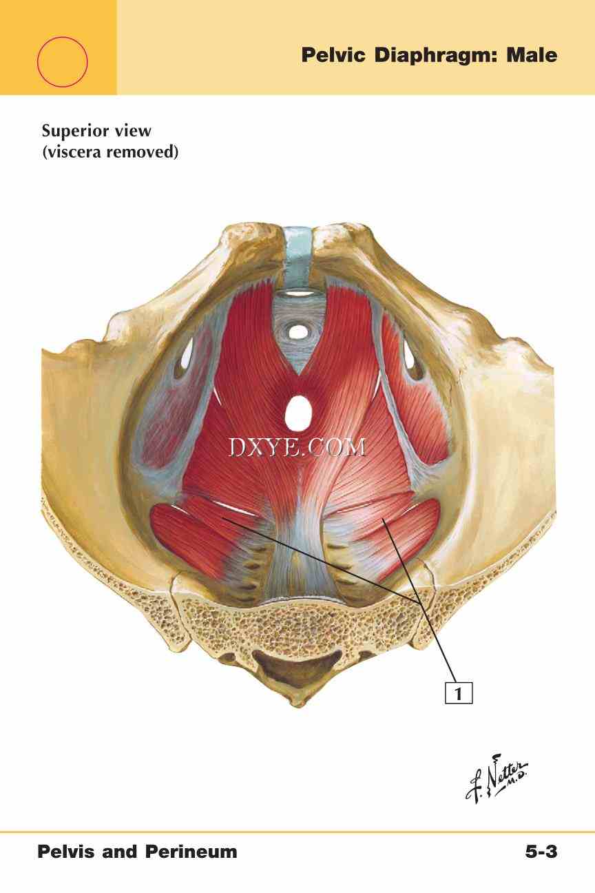 Netter's Anatomy Flash Cards, 4th Edition_345.jpg