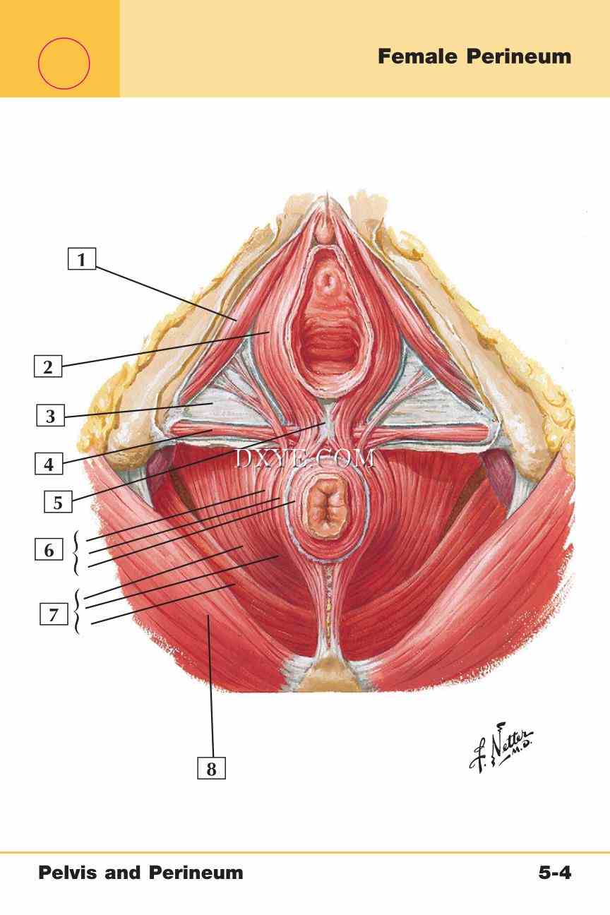 Netter's Anatomy Flash Cards, 4th Edition_347.jpg