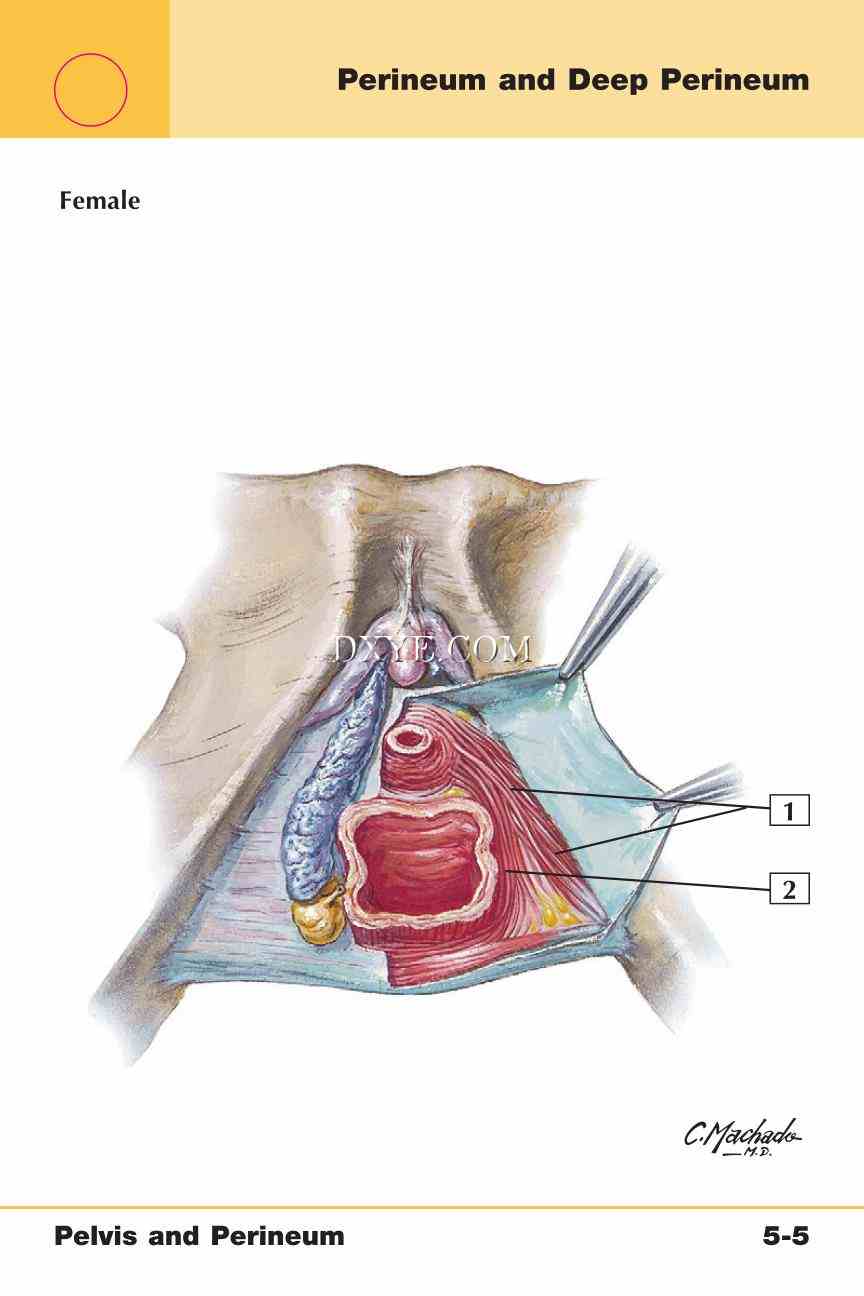 Netter's Anatomy Flash Cards, 4th Edition_349.jpg