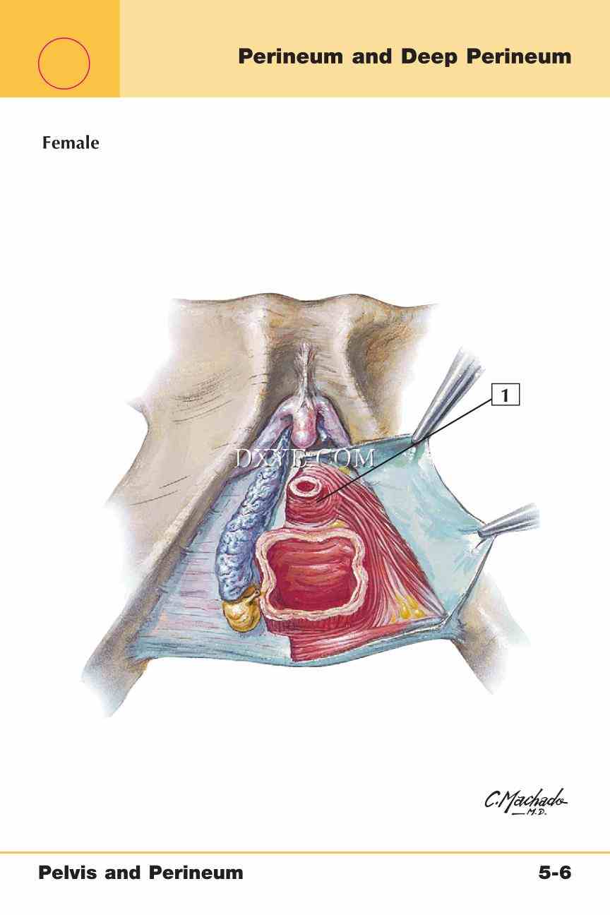 Netter's Anatomy Flash Cards, 4th Edition_351.jpg