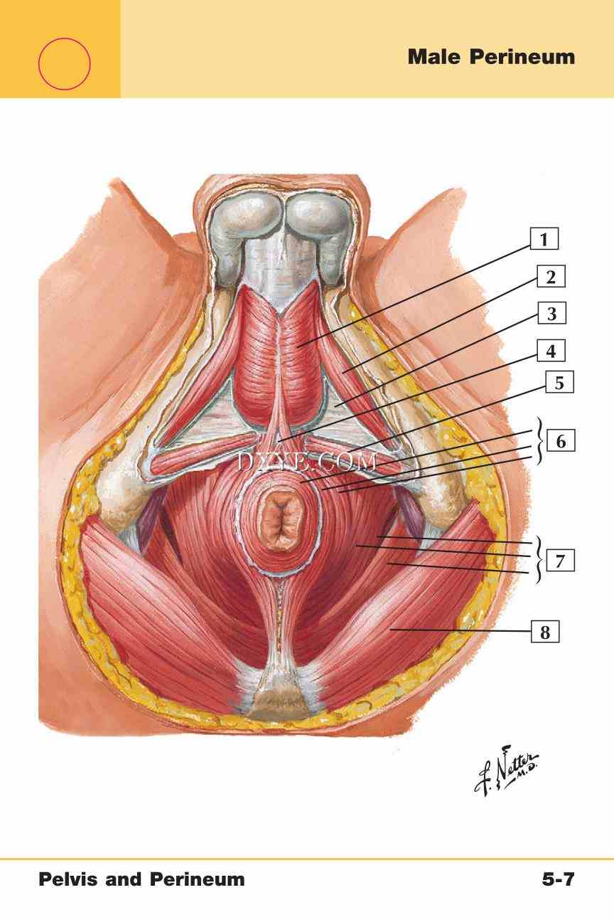 Netter's Anatomy Flash Cards, 4th Edition_353.jpg