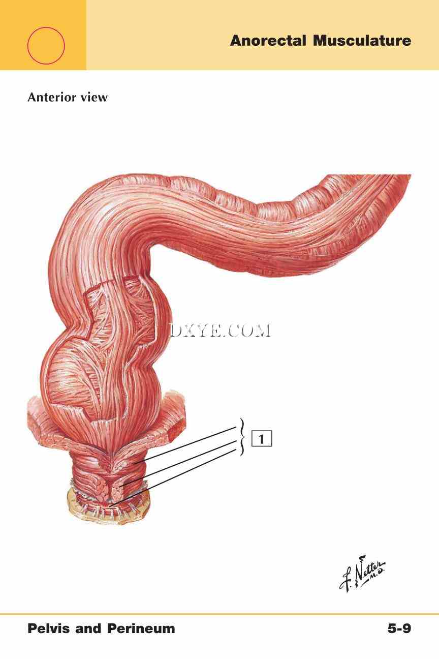 Netter's Anatomy Flash Cards, 4th Edition_357.jpg