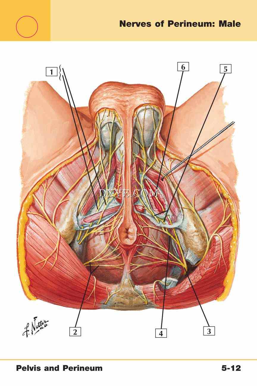 Netter's Anatomy Flash Cards, 4th Edition_363.jpg