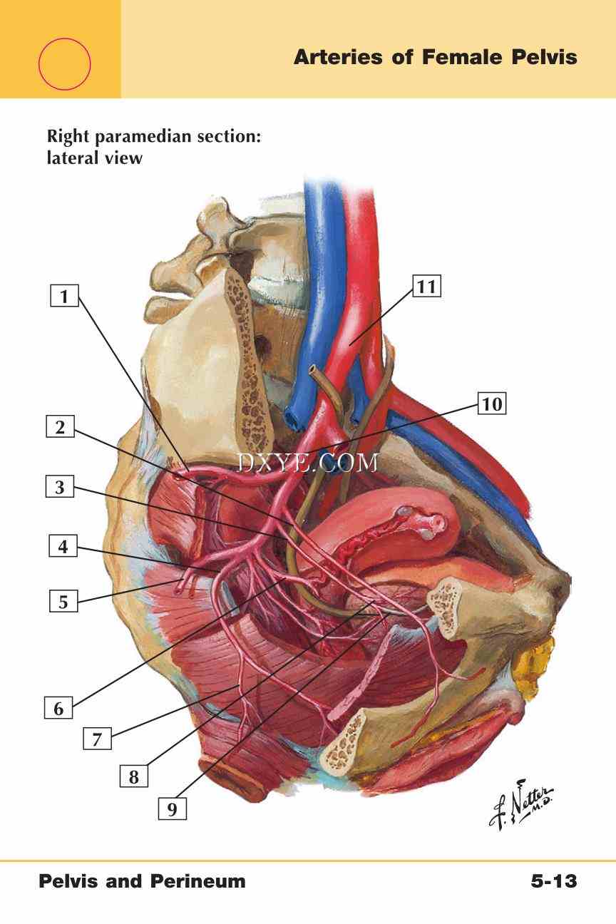 Netter's Anatomy Flash Cards, 4th Edition_365.jpg