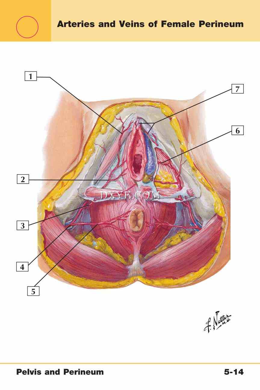 Netter's Anatomy Flash Cards, 4th Edition_367.jpg