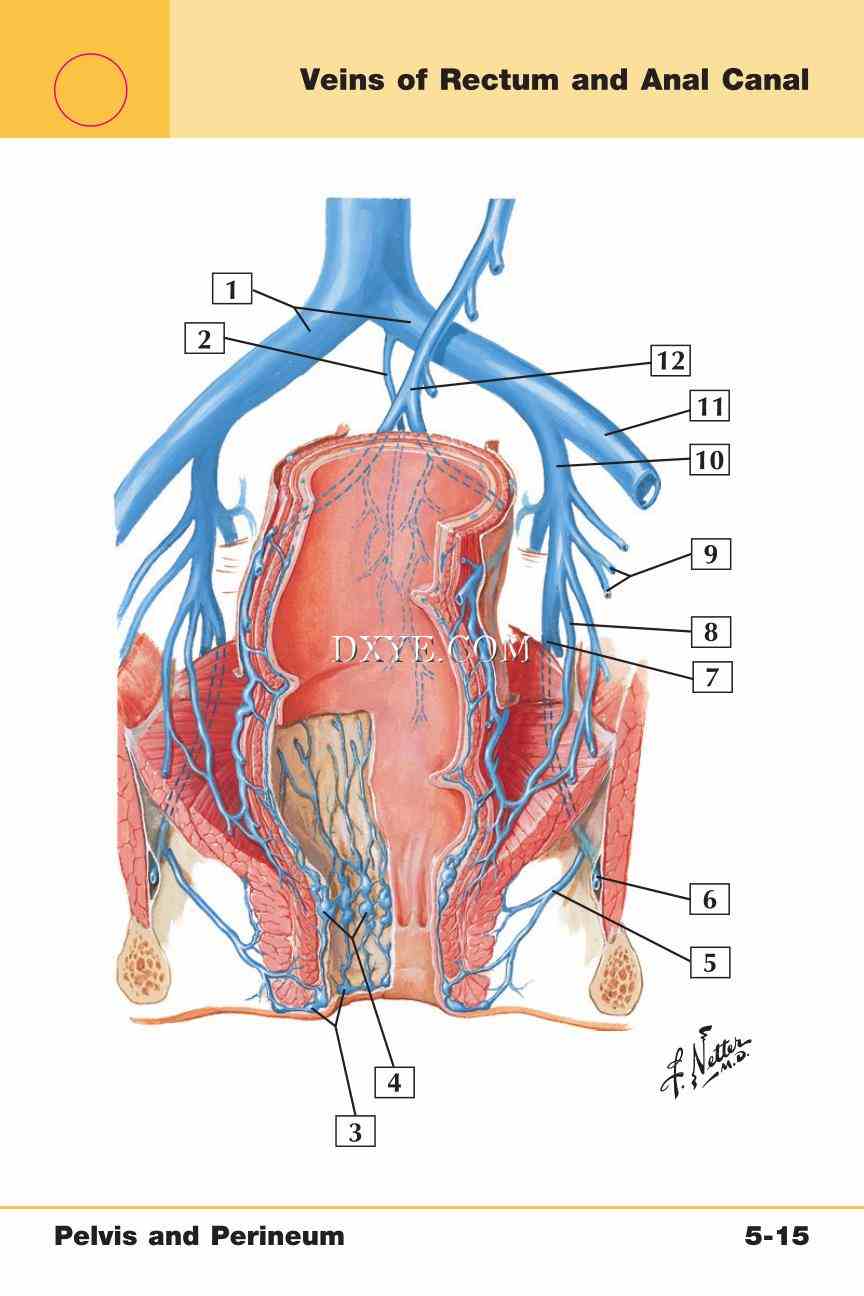 Netter's Anatomy Flash Cards, 4th Edition_369.jpg