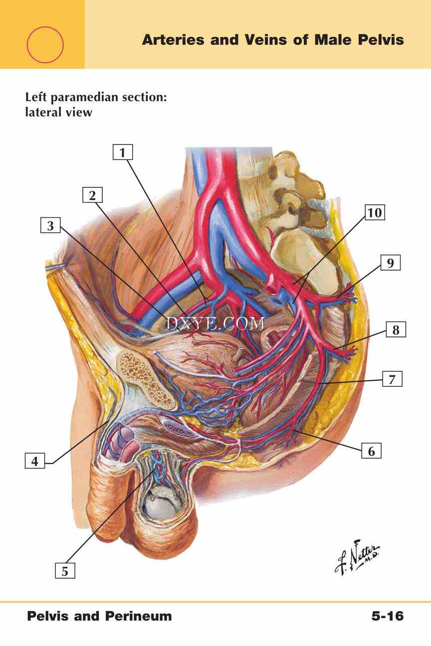 Netter's Anatomy Flash Cards, 4th Edition_371.jpg