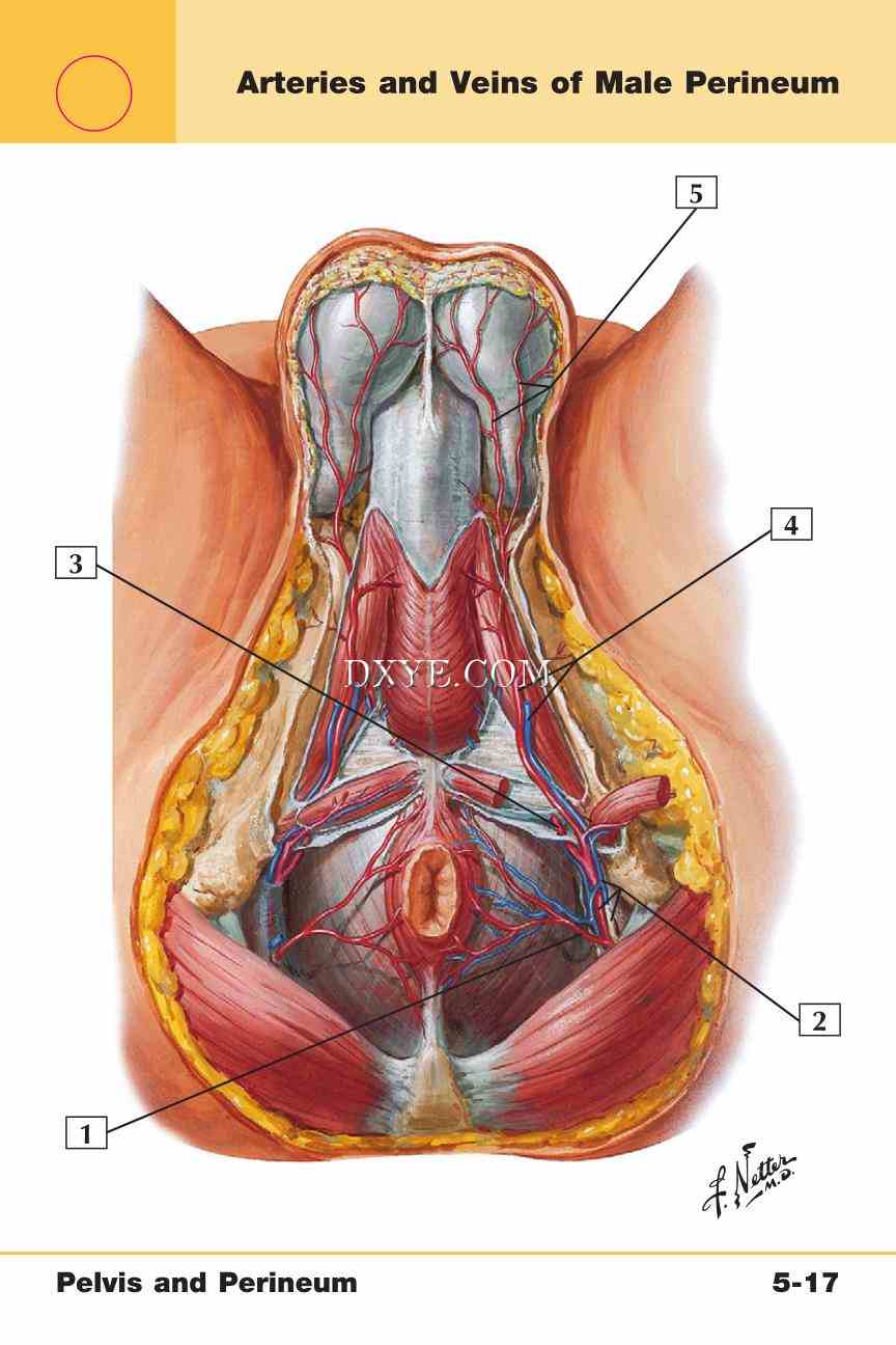 Netter's Anatomy Flash Cards, 4th Edition_373.jpg