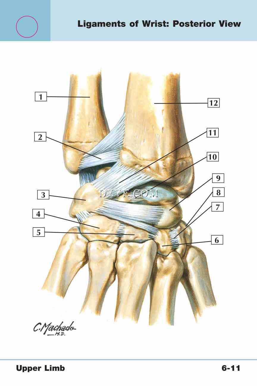 Netter's Anatomy Flash Cards, 4th Edition_413.jpg