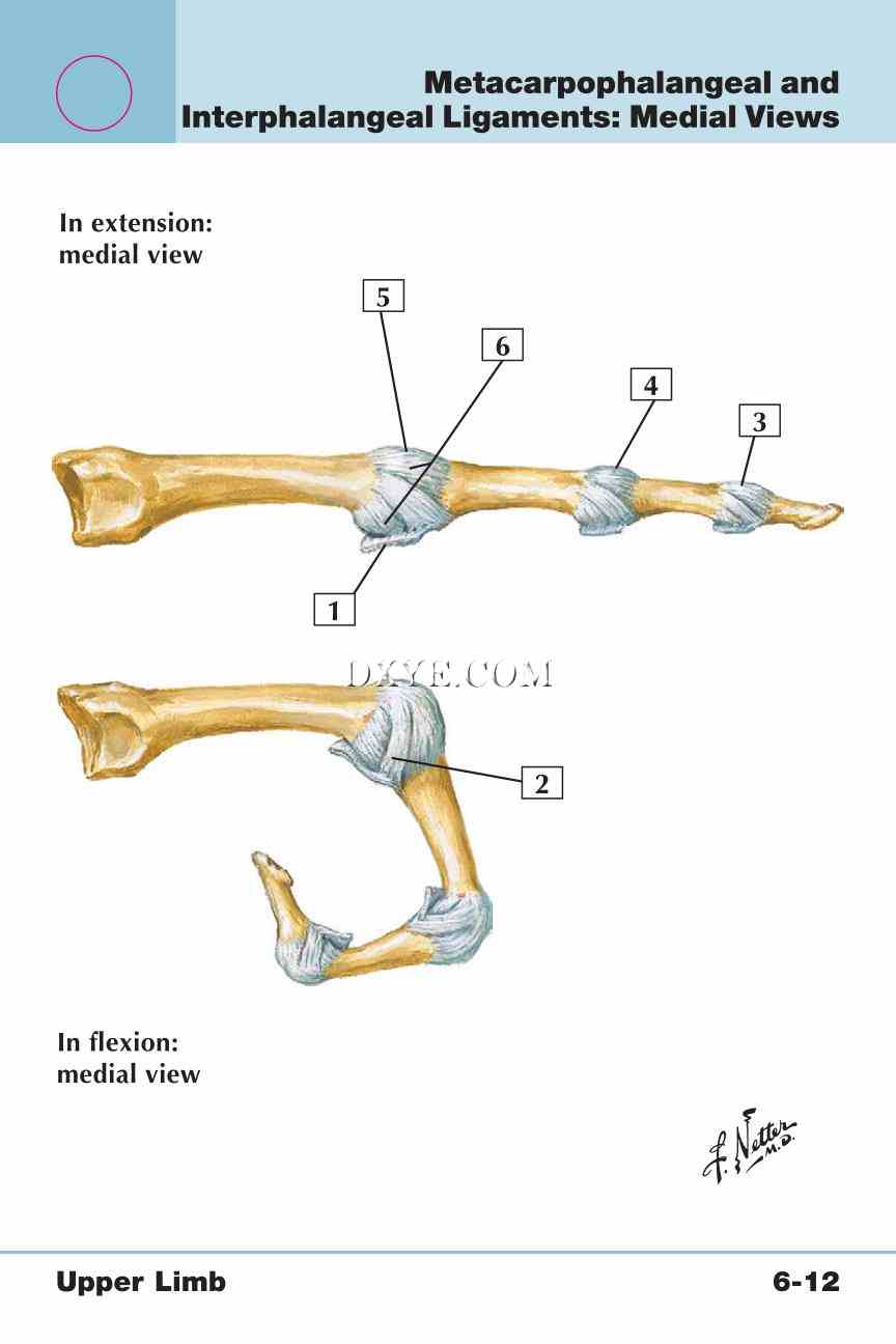 Netter's Anatomy Flash Cards, 4th Edition_415.jpg