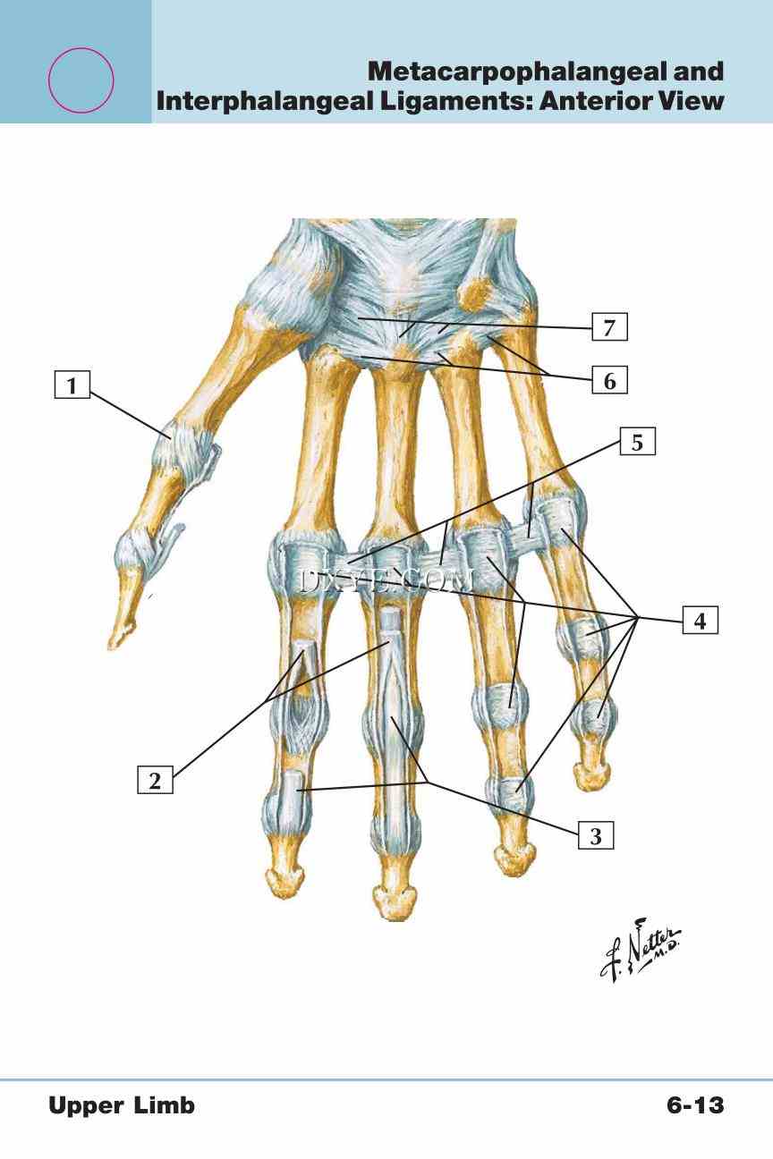 Netter's Anatomy Flash Cards, 4th Edition_417.jpg