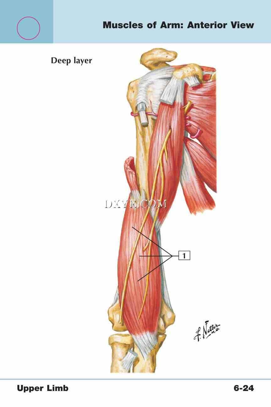 Netter's Anatomy Flash Cards, 4th Edition_439.jpg