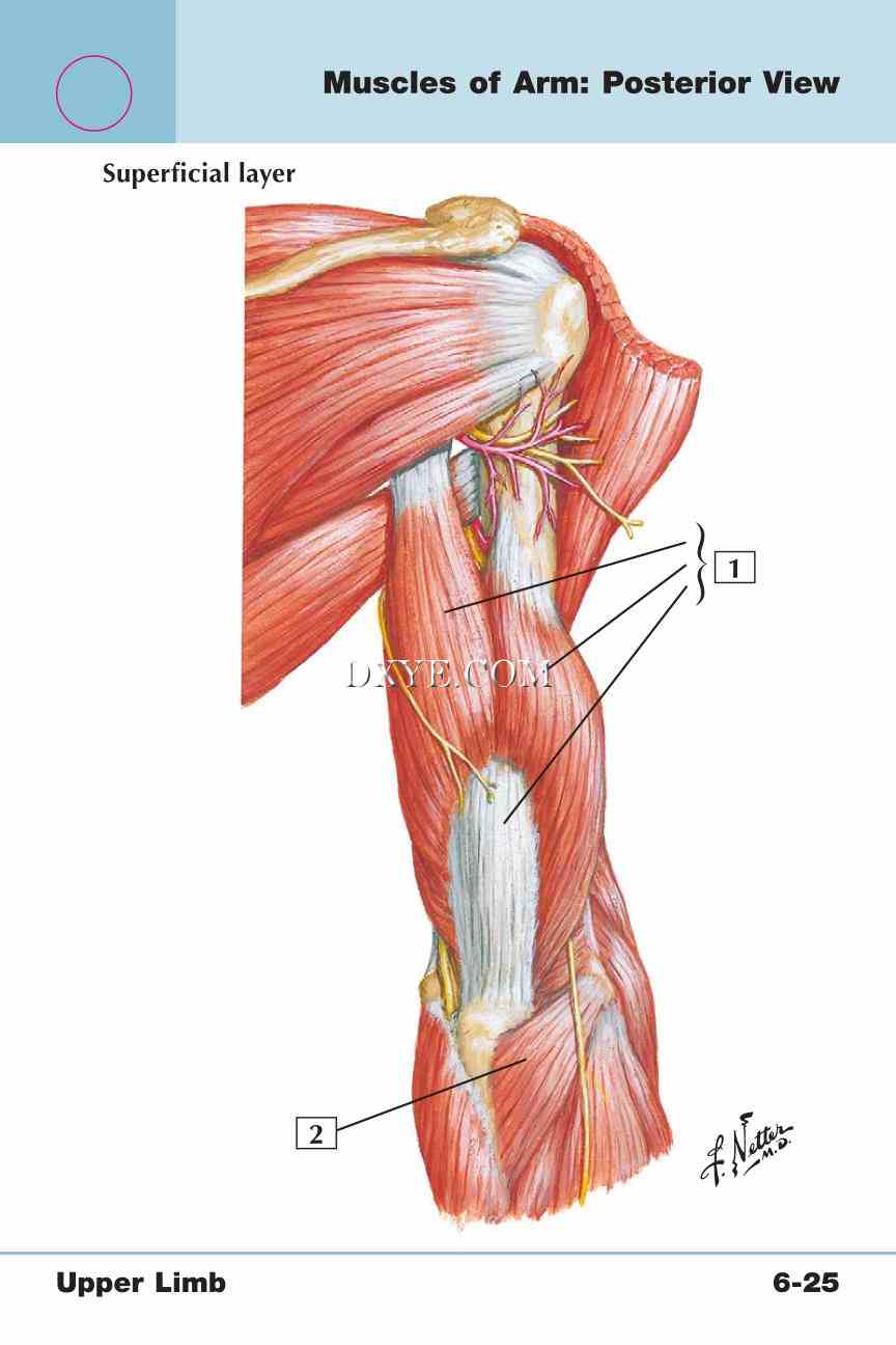 Netter's Anatomy Flash Cards, 4th Edition_441.jpg