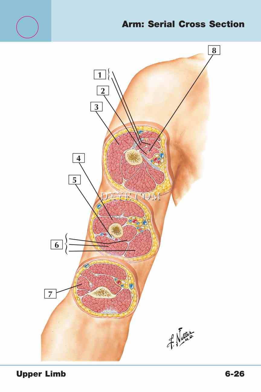 Netter's Anatomy Flash Cards, 4th Edition_443.jpg