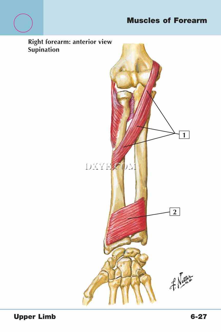 Netter's Anatomy Flash Cards, 4th Edition_445.jpg