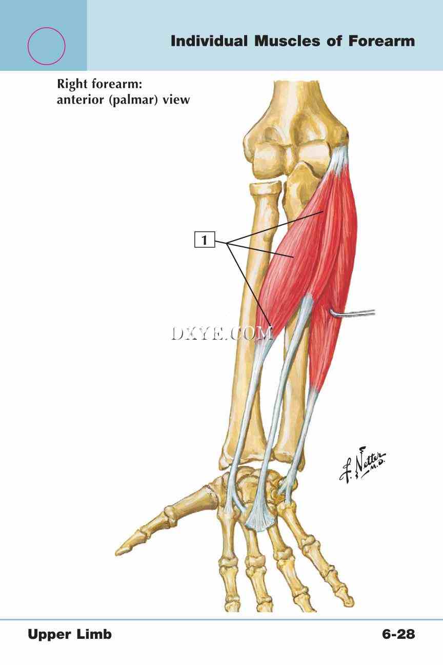 Netter's Anatomy Flash Cards, 4th Edition_447.jpg