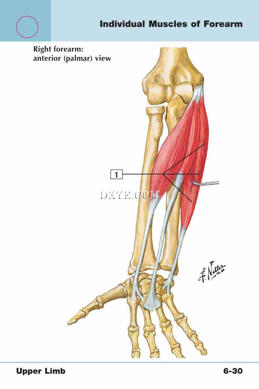 Netter's Anatomy Flash Cards, 4th Edition_451.jpg