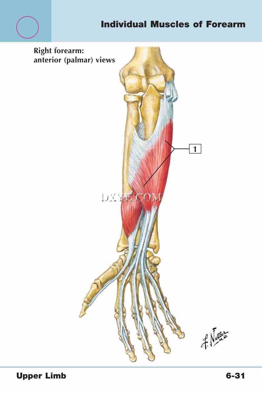 Netter's Anatomy Flash Cards, 4th Edition_453.jpg