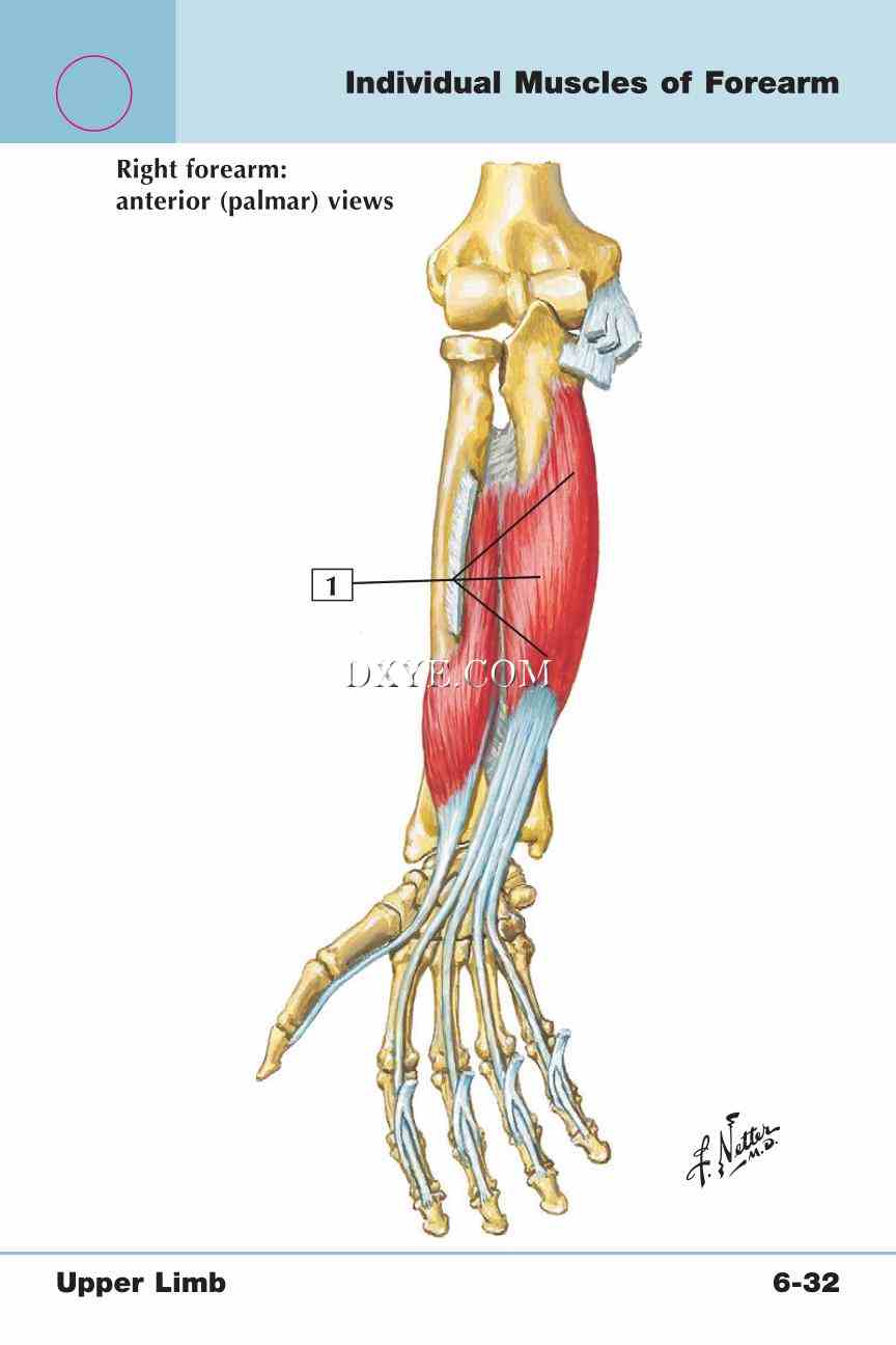 Netter's Anatomy Flash Cards, 4th Edition_455.jpg