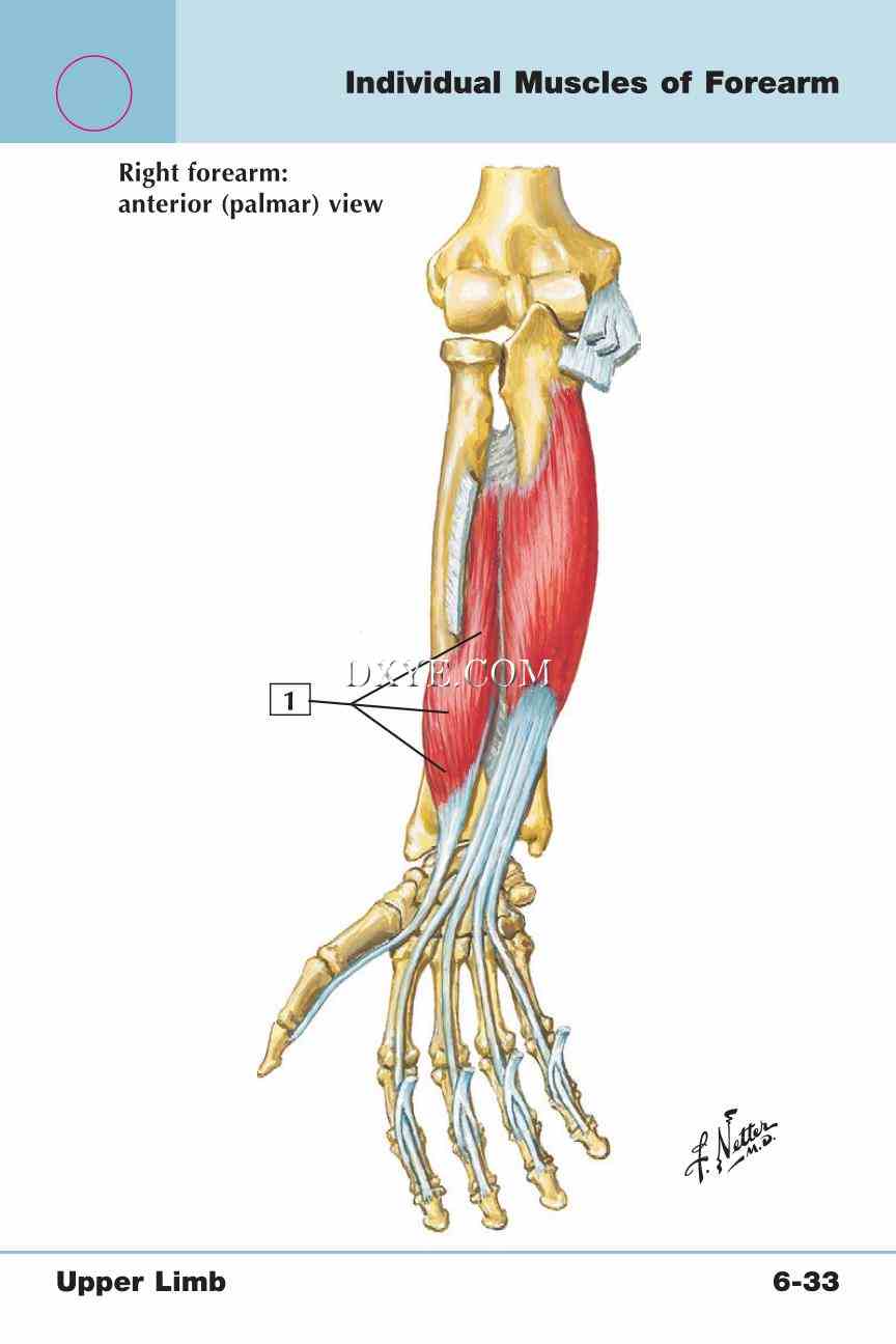 Netter's Anatomy Flash Cards, 4th Edition_457.jpg