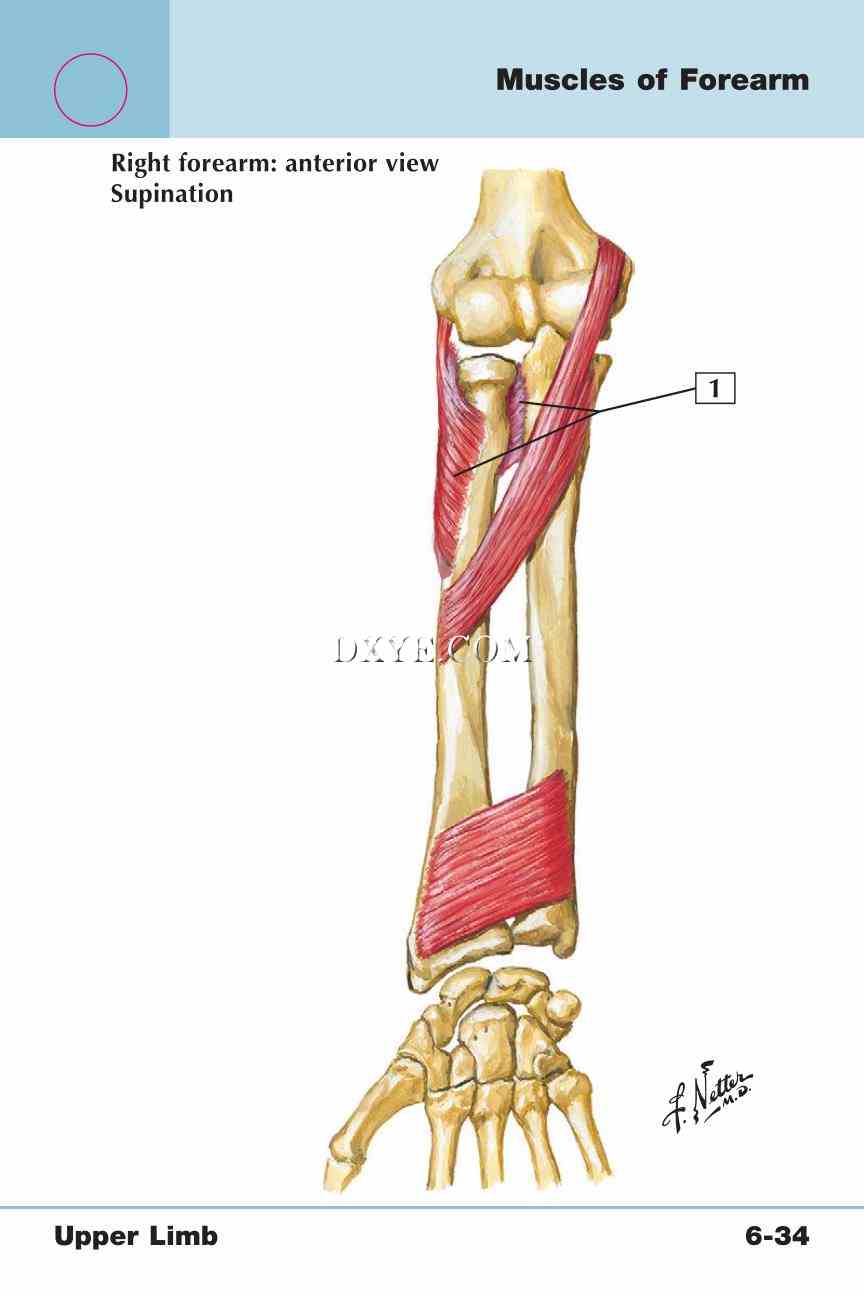 Netter's Anatomy Flash Cards, 4th Edition_459.jpg