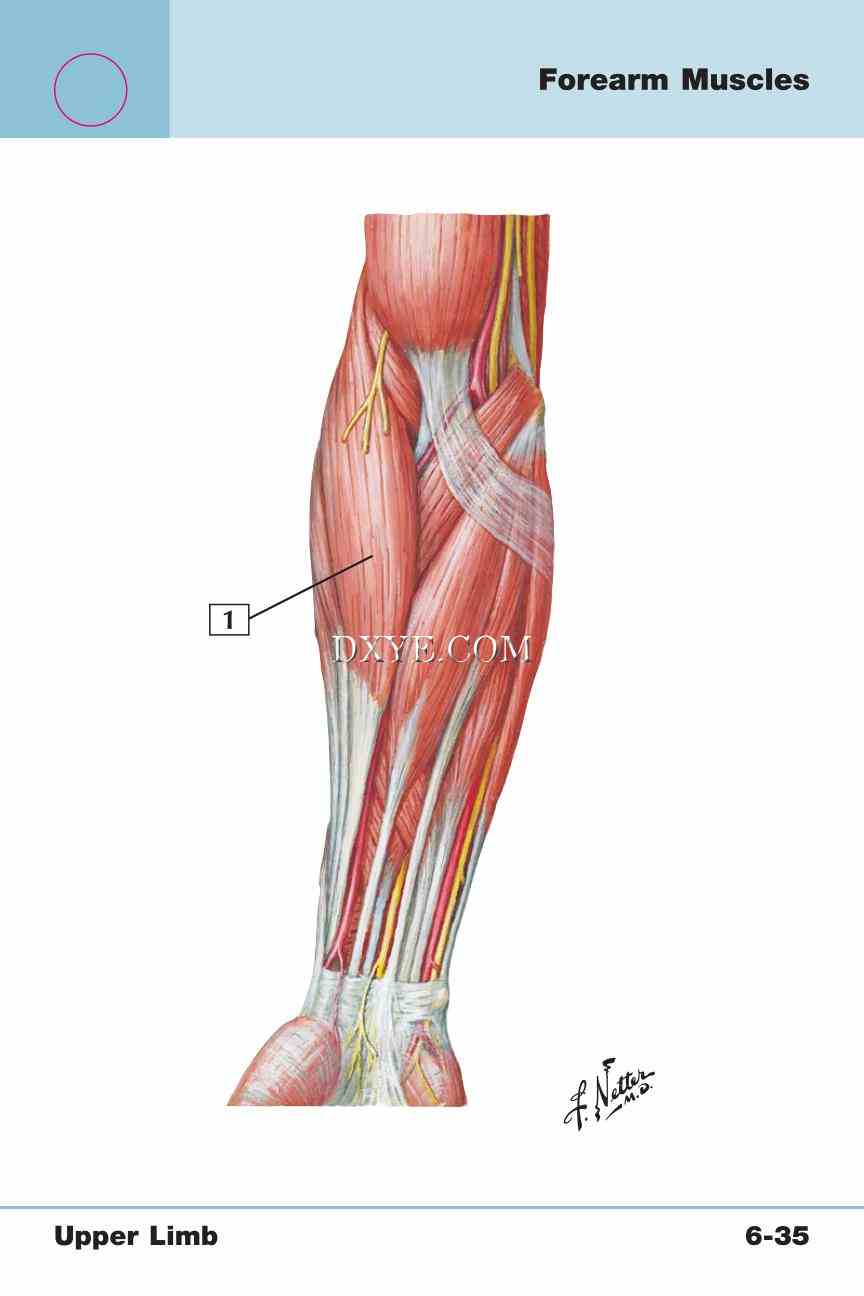 Netter's Anatomy Flash Cards, 4th Edition_461.jpg