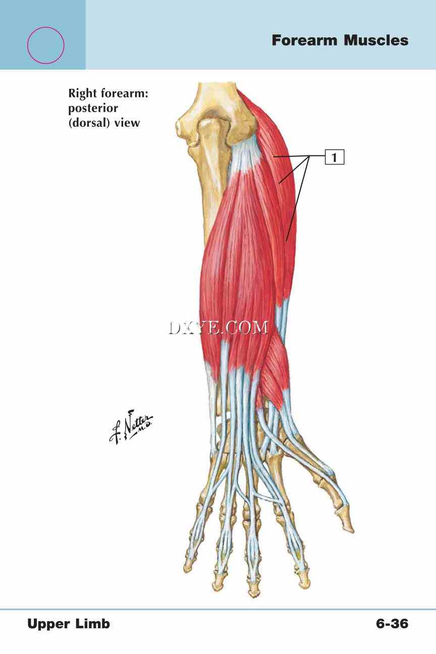 Netter's Anatomy Flash Cards, 4th Edition_463.jpg