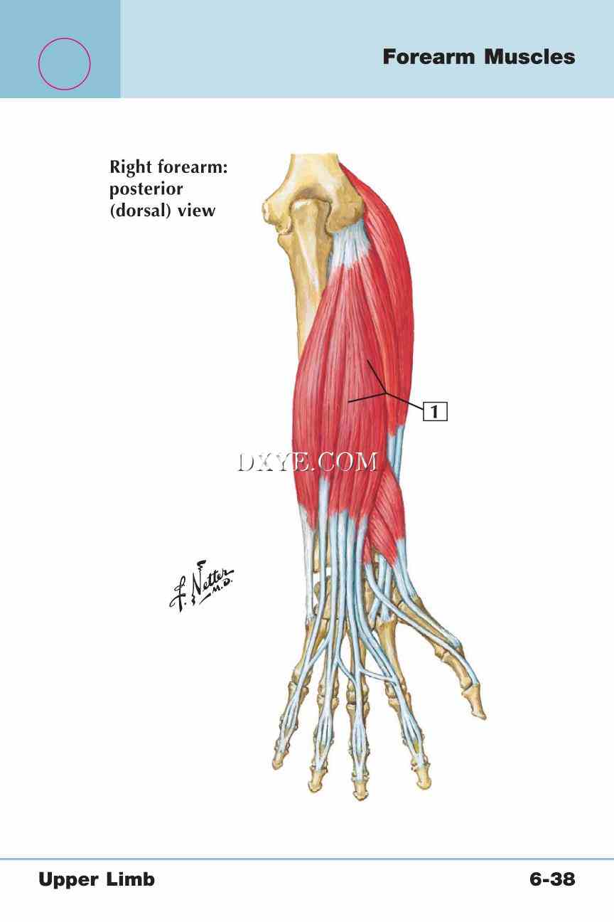 Netter's Anatomy Flash Cards, 4th Edition_467.jpg