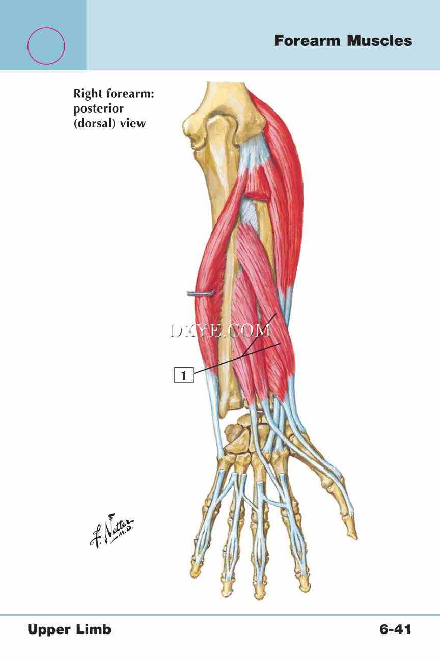 Netter's Anatomy Flash Cards, 4th Edition_473.jpg