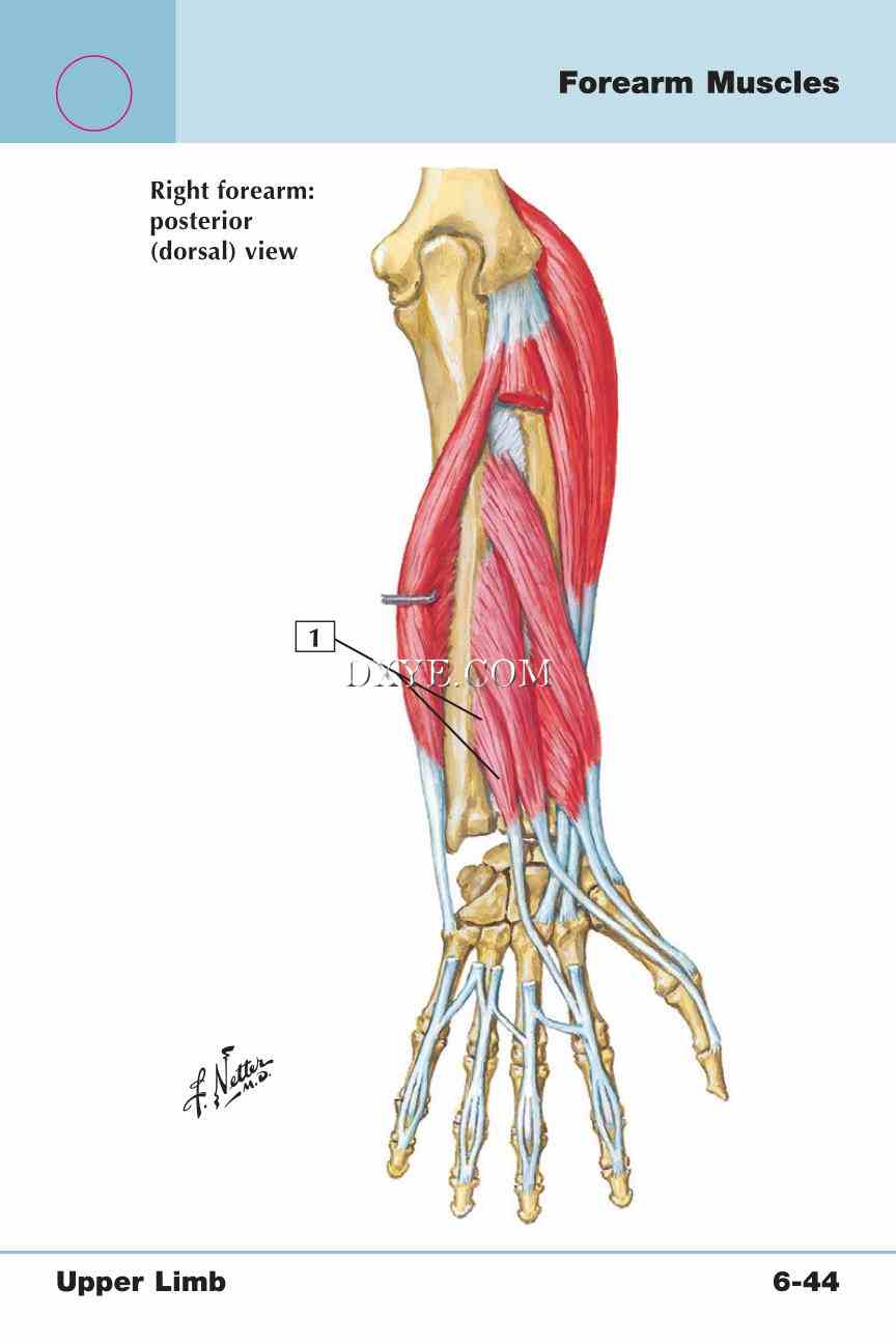 Netter's Anatomy Flash Cards, 4th Edition_479.jpg