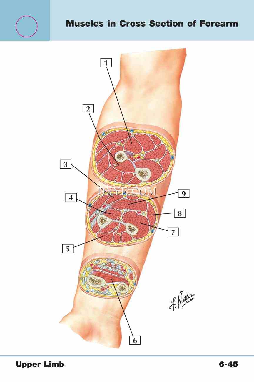 Netter's Anatomy Flash Cards, 4th Edition_481.jpg