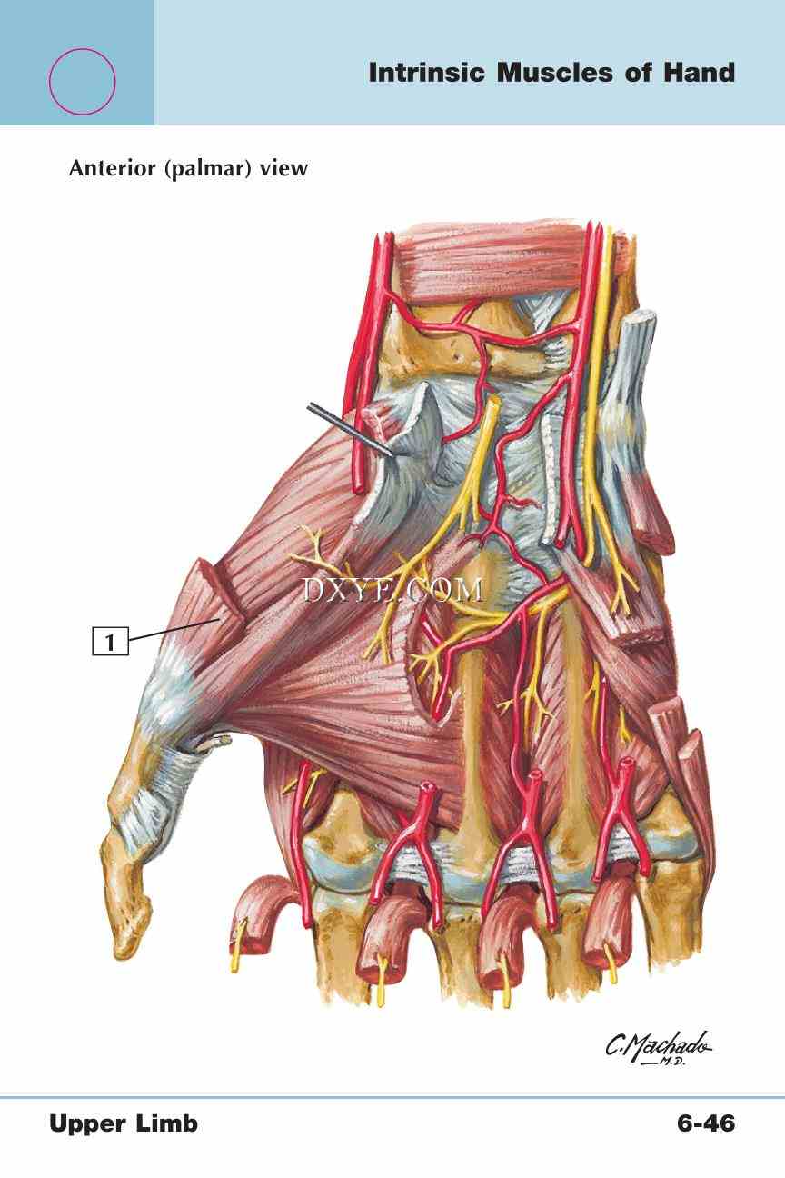 Netter's Anatomy Flash Cards, 4th Edition_483.jpg