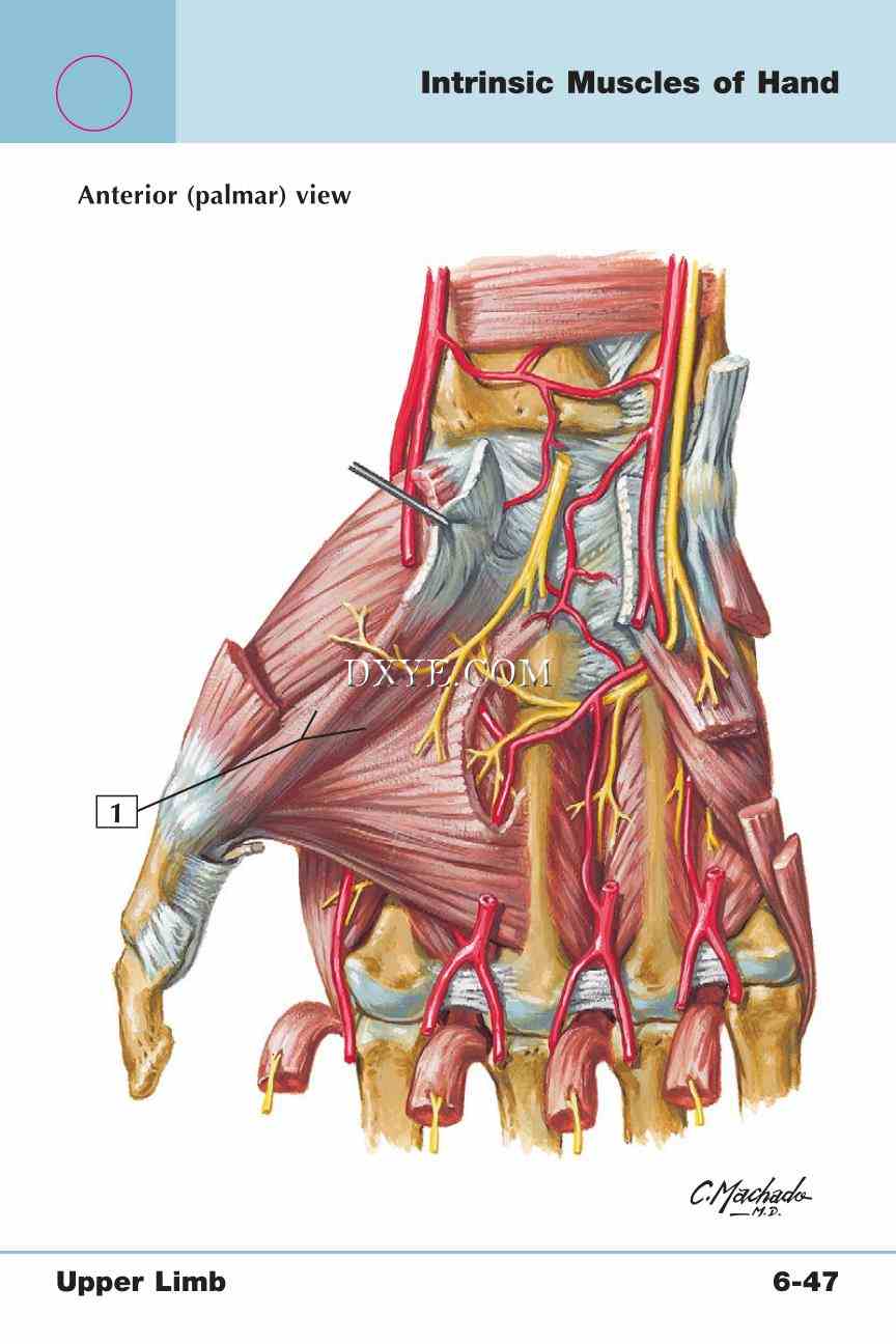 Netter's Anatomy Flash Cards, 4th Edition_485.jpg