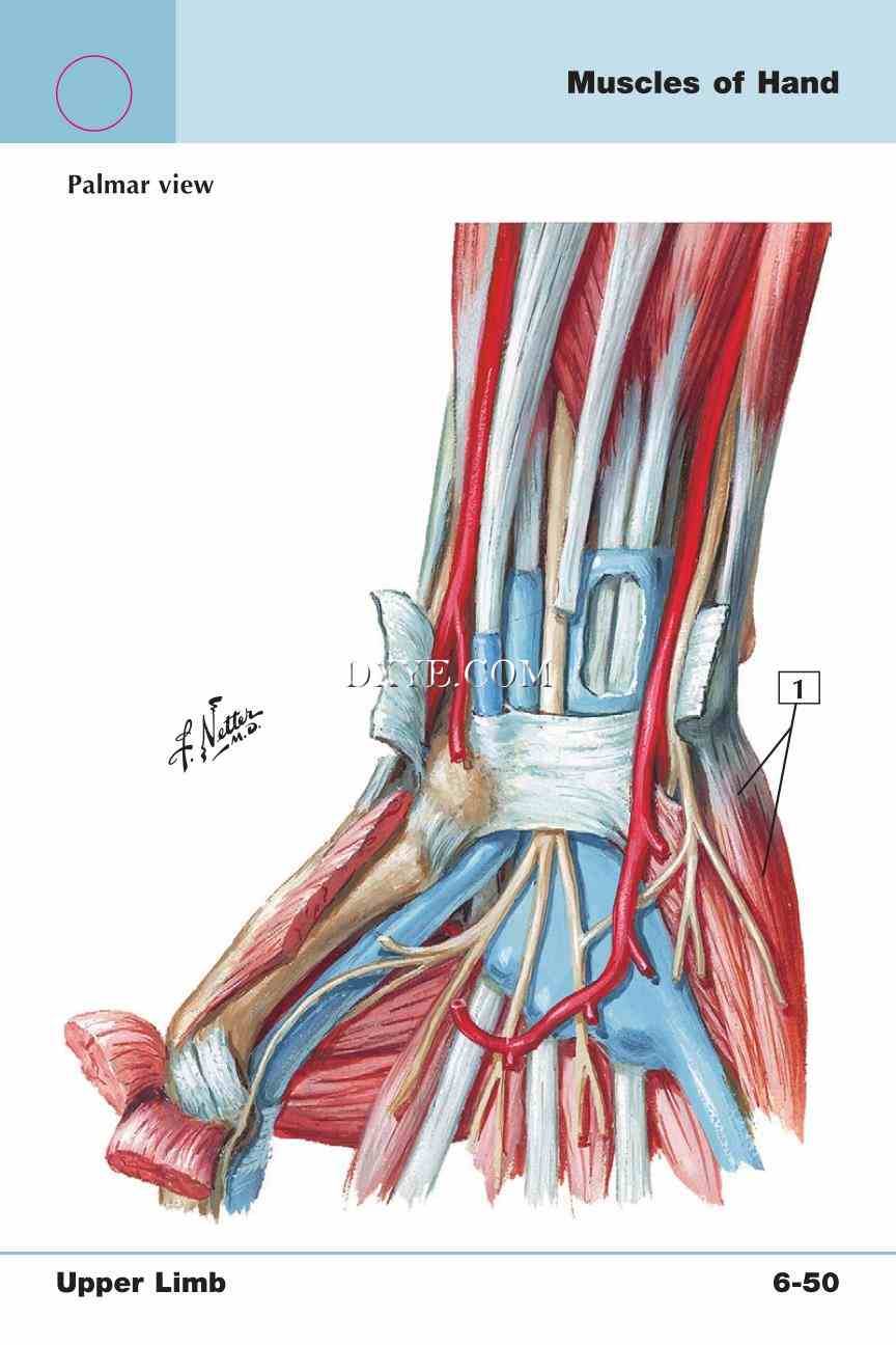 Netter's Anatomy Flash Cards, 4th Edition_491.jpg