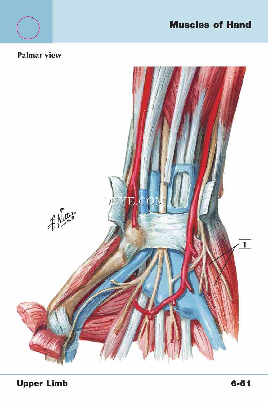 Netter's Anatomy Flash Cards, 4th Edition_493.jpg