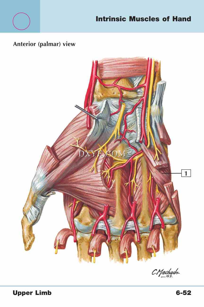 Netter's Anatomy Flash Cards, 4th Edition_495.jpg