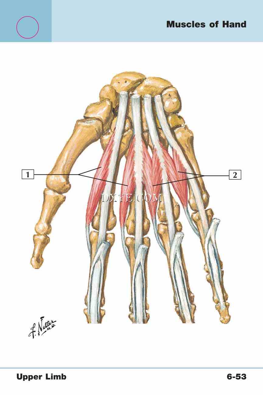 Netter's Anatomy Flash Cards, 4th Edition_497.jpg